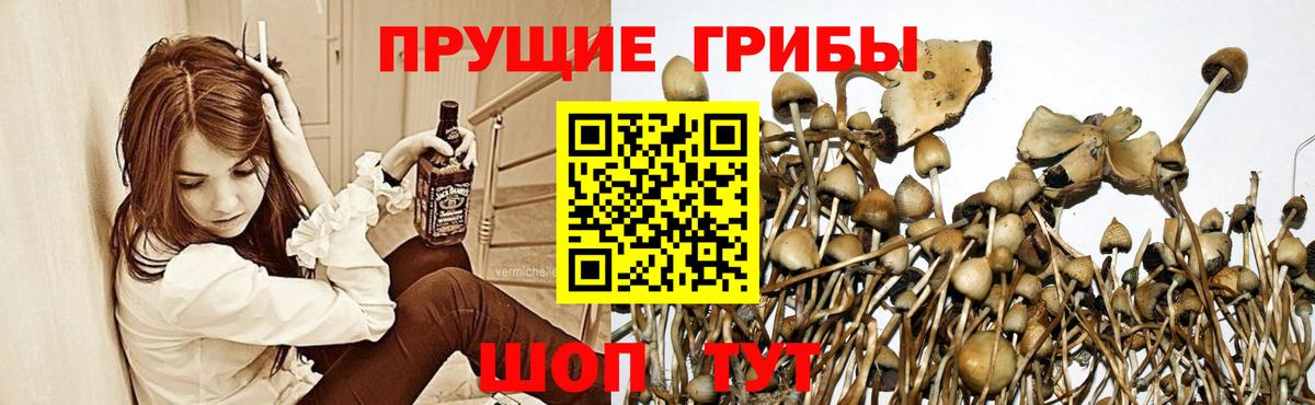 Галлюциногенные грибы Psilocybine cubensis  Вход с VPN  Обнинск 